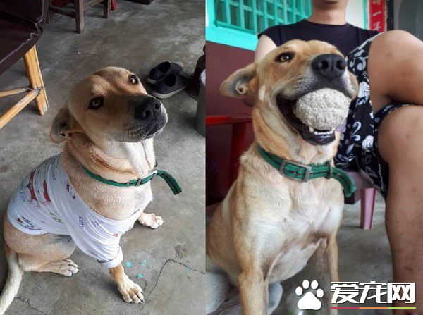 吃个东西有这么懒吗? 米克斯吃饭饭醉倒