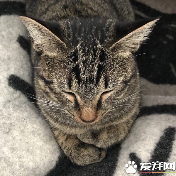 想要跟猫主子一起上班 现实根本不是一回事啊