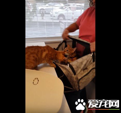 超有义气的一只猫 要逃命也绝不丢下同伴!