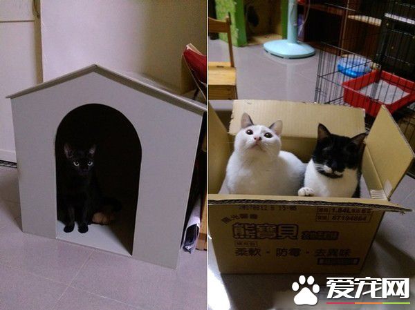 满屋子的纸箱城堡 猫主子们超爱这些宝物