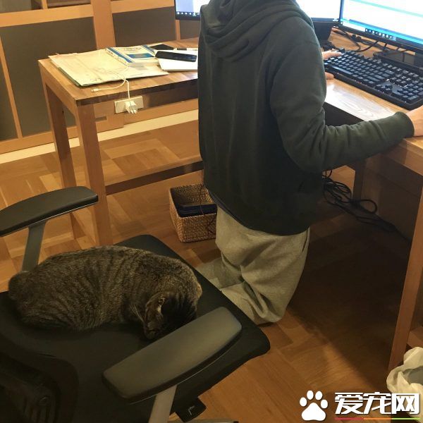 想要跟猫主子一起上班 现实根本不是一回事啊