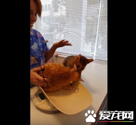 超有义气的一只猫 要逃命也绝不丢下同伴!