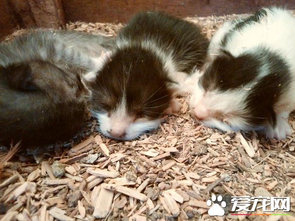 鸡舍里出现三只小小喵星人 四百只母鸡共同守护