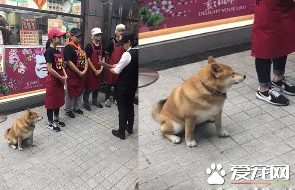店长柴买鲁肉饭 不用考察人家开会啦!