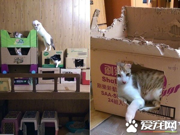 满屋子的纸箱城堡 猫主子们超爱这些宝物
