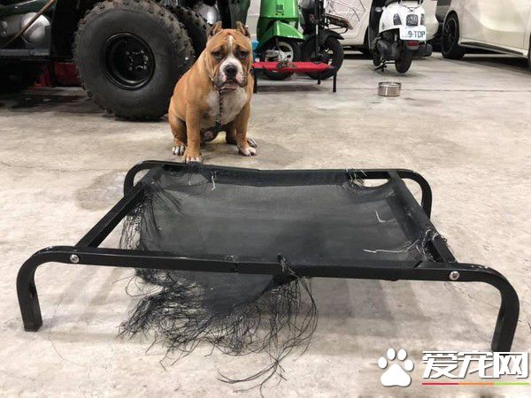 狗床被咬成超时尚流苏 狗狗一旁超无辜表情