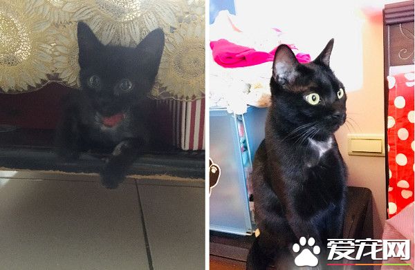 黑喵哥哥带坏人类妹妹 不爽表情简直一模一样