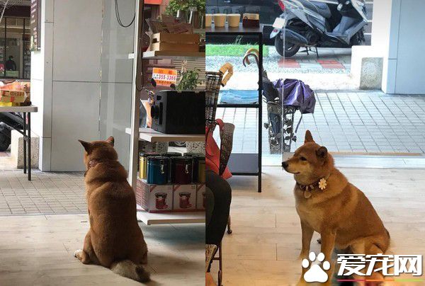 店长柴买鲁肉饭 不用考察人家开会啦!