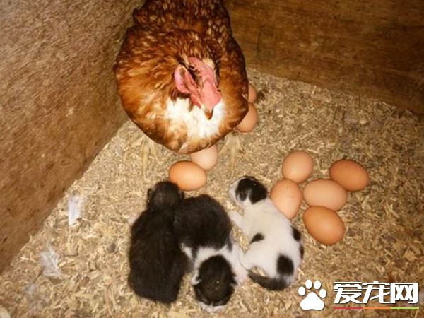 鸡舍里出现三只小小喵星人 四百只母鸡共同守护