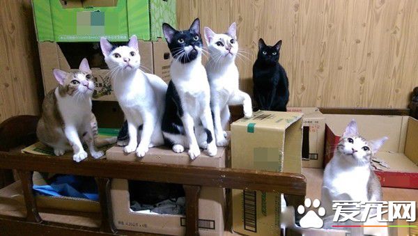 满屋子的纸箱城堡 猫主子们超爱这些宝物