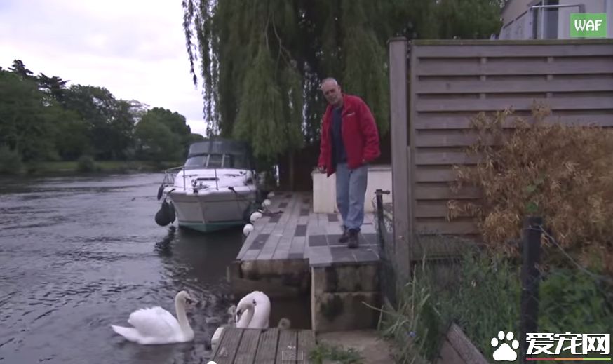 男子营救天鹅宝宝 却被当成坏人遭受攻击