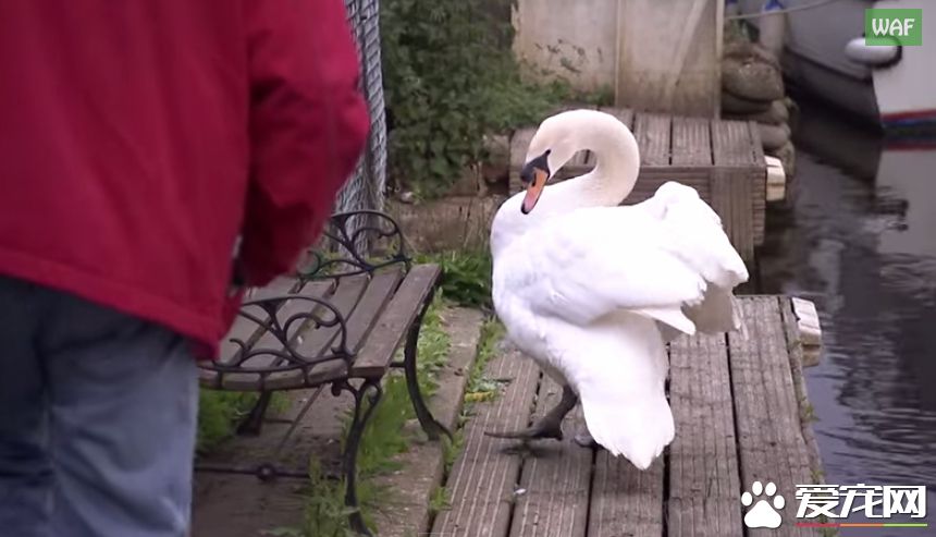 男子营救天鹅宝宝 却被当成坏人遭受攻击