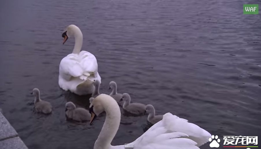 男子营救天鹅宝宝 却被当成坏人遭受攻击