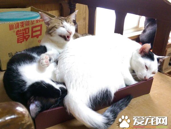 满屋子的纸箱城堡 猫主子们超爱这些宝物