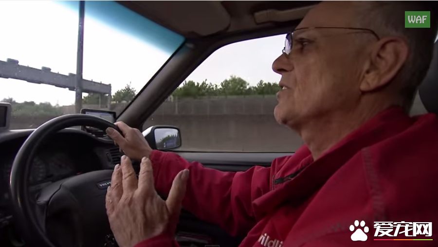 男子营救天鹅宝宝 却被当成坏人遭受攻击