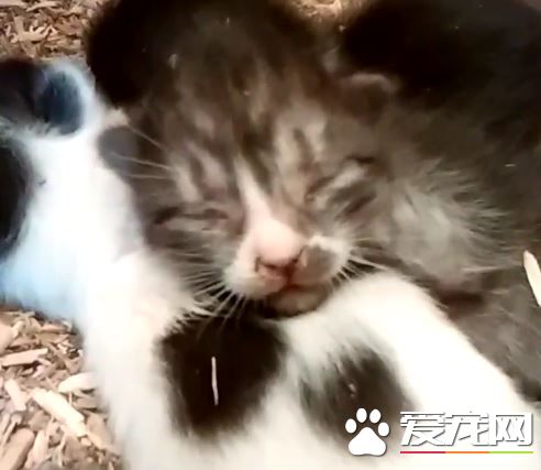 鸡舍里出现三只小小喵星人 四百只母鸡共同守护