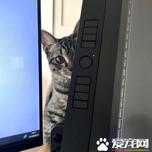 想要跟猫主子一起上班 现实根本不是一回事啊