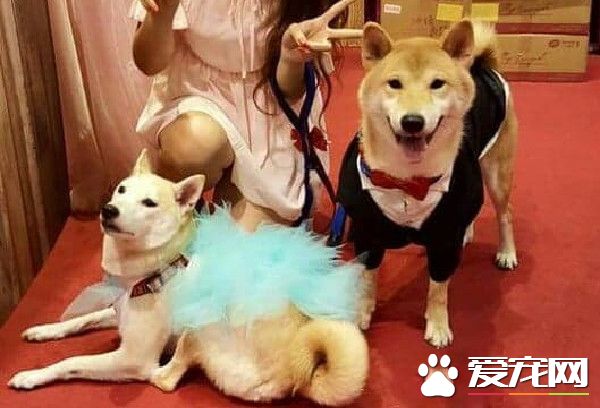 上班看到这份小惊喜 汪汪举双手投降样子超萌