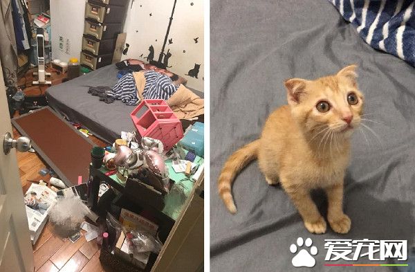 房间被猫咪炸弹炸过 凶手却一旁卖乖超萌