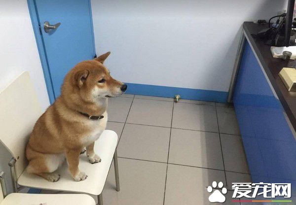 店长柴买鲁肉饭 不用考察人家开会啦!