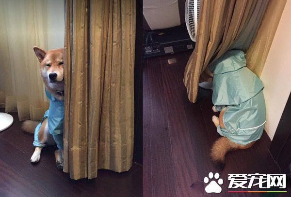 店长柴买鲁肉饭 不用考察人家开会啦!