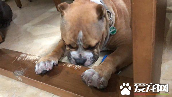 狗床被咬成超时尚流苏 狗狗一旁超无辜表情