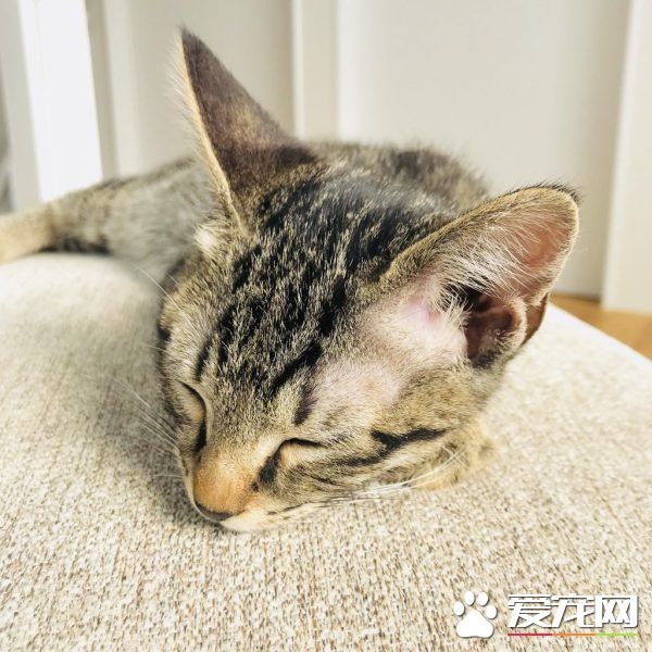 想要跟猫主子一起上班 现实根本不是一回事啊
