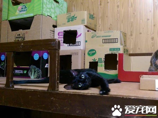 满屋子的纸箱城堡 猫主子们超爱这些宝物
