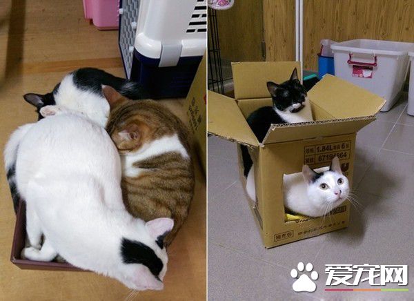 满屋子的纸箱城堡 猫主子们超爱这些宝物