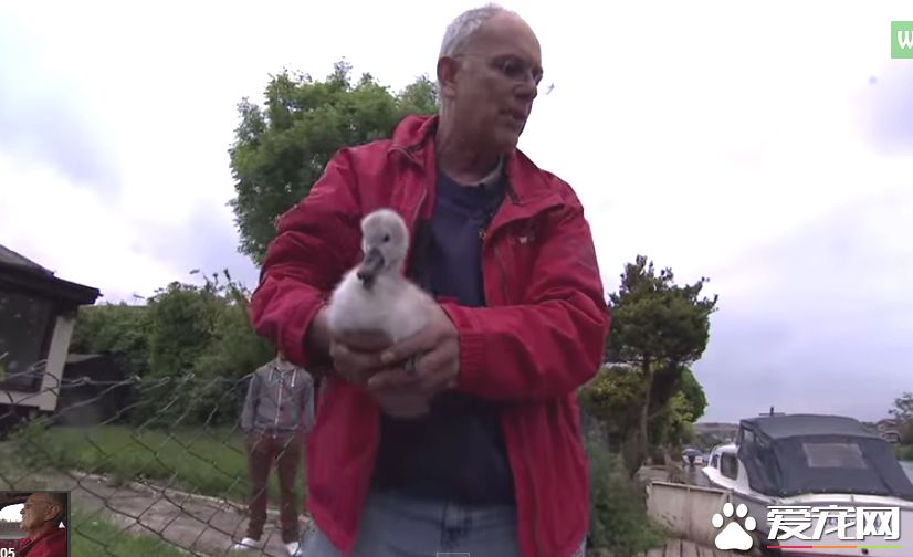 男子营救天鹅宝宝 却被当成坏人遭受攻击