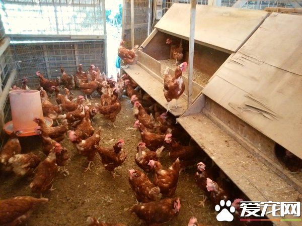 鸡舍里出现三只小小喵星人 四百只母鸡共同守护