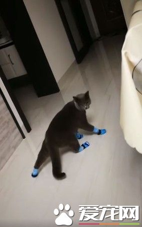 喵星人穿上袜子后忘了要如何走路 瞬间变树懒