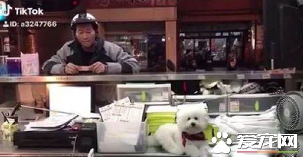 超现实的汪汪 待客差别待遇太明显啦