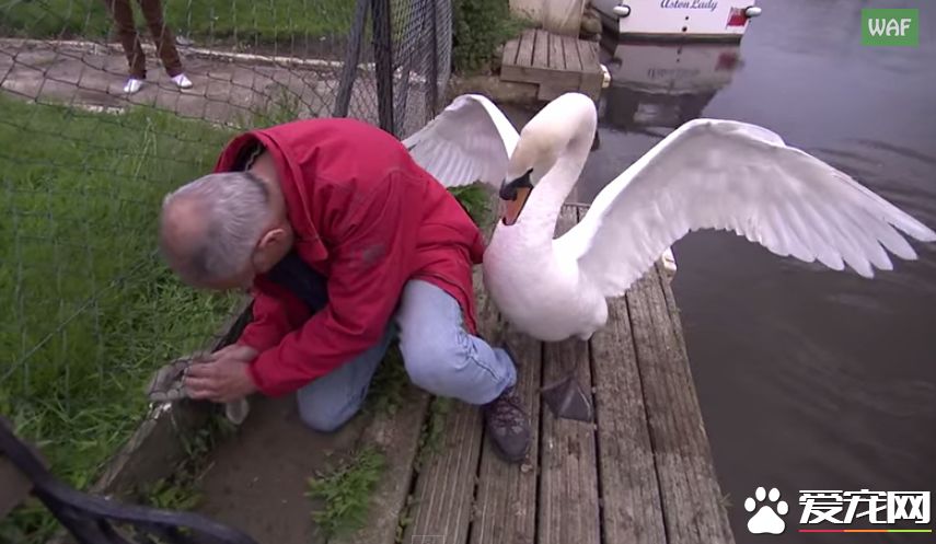 男子营救天鹅宝宝 却被当成坏人遭受攻击