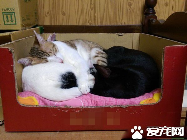满屋子的纸箱城堡 猫主子们超爱这些宝物