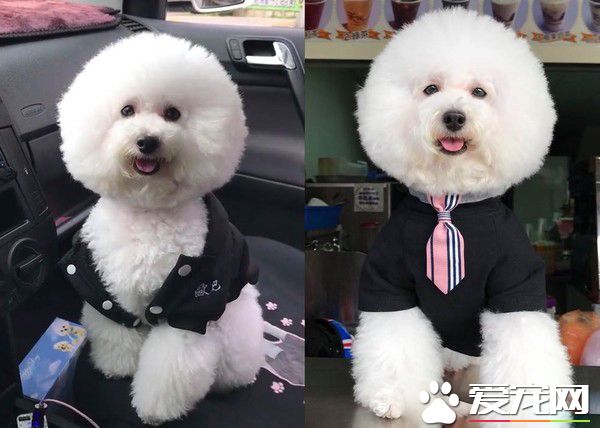 超现实的汪汪 待客差别待遇太明显啦