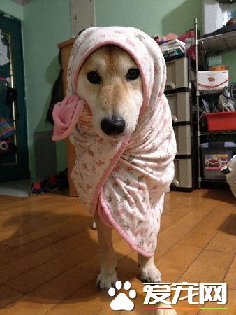 上班看到这份小惊喜 汪汪举双手投降样子超萌