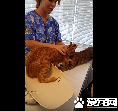 超有义气的一只猫 要逃命也绝不丢下同伴!
