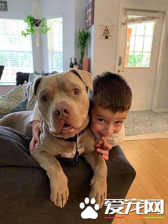 比特犬米克斯被关狗笼 饿到皮包骨幸得及时救援