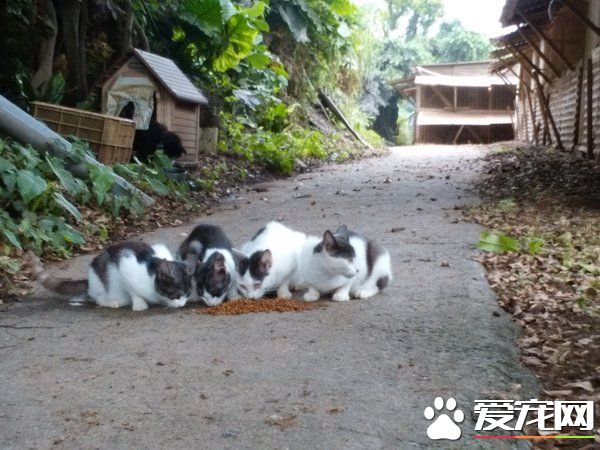 鸡舍里出现三只小小喵星人 四百只母鸡共同守护