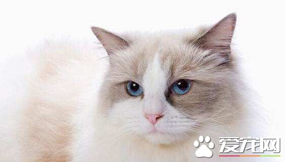 布偶猫吃什么什么蔬菜好  这几样蔬菜对布偶猫身体大大的好