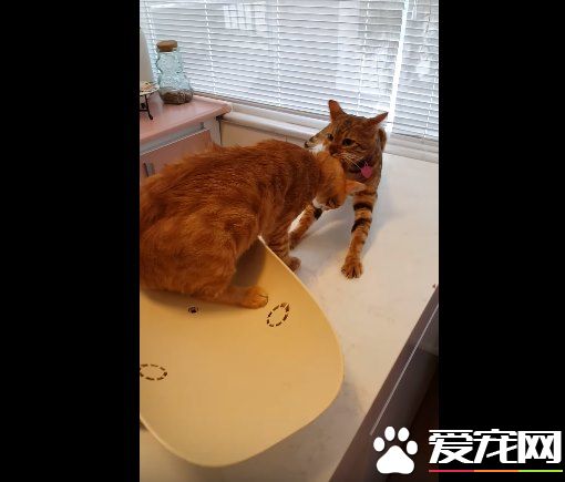 超有义气的一只猫 要逃命也绝不丢下同伴!