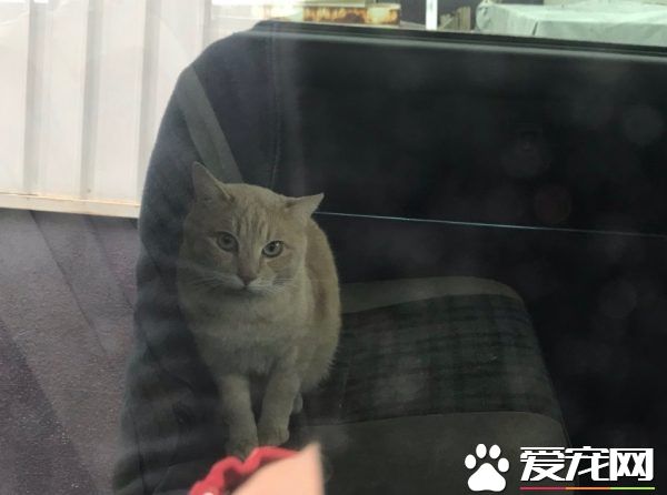 简直是六星级的猫旅店! 报废厢型车的大改造