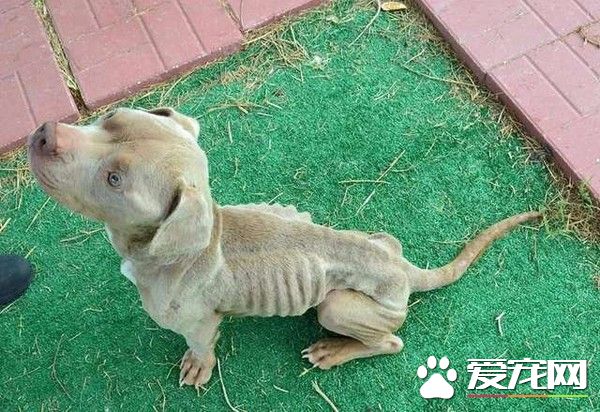 比特犬米克斯被关狗笼 饿到皮包骨幸得及时救援