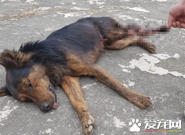 流浪狗两截白骨外露 救援人员:不敢再吃鸡腿!