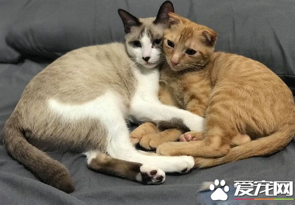 房间被猫咪炸弹炸过 凶手却一旁卖乖超萌