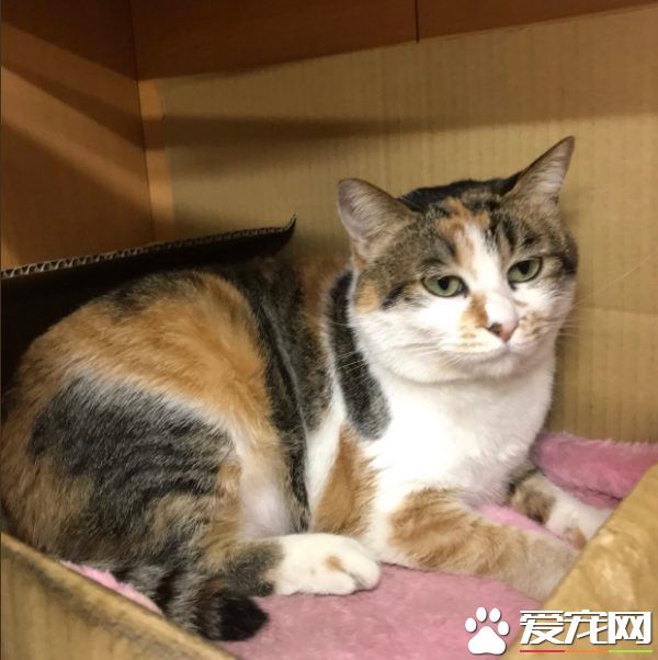 简直是六星级的猫旅店! 报废厢型车的大改造