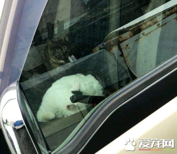 简直是六星级的猫旅店! 报废厢型车的大改造