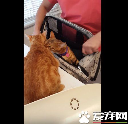 超有义气的一只猫 要逃命也绝不丢下同伴!