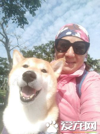 上班看到这份小惊喜 汪汪举双手投降样子超萌